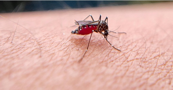 mosquitoes-free summer a mosquito is biting on arm